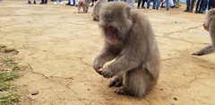 Macaca fuscata fuscata