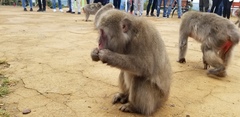 Macaca fuscata fuscata