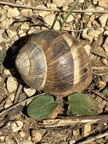 Helix cincta