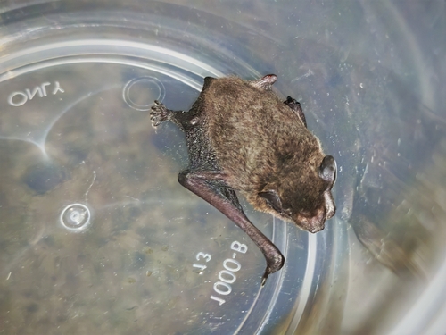 Pipistrellus javanicus observed 2025-09-25