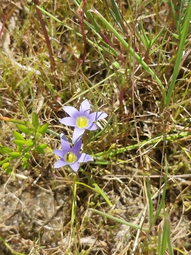 Table Froetang (Romulea tabularis)