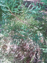 Juniperus gracilior