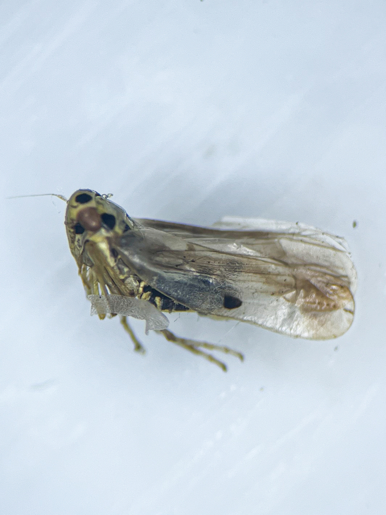 Eupteryx austriaca