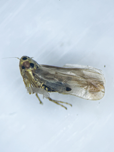 Eupteryx austriaca
