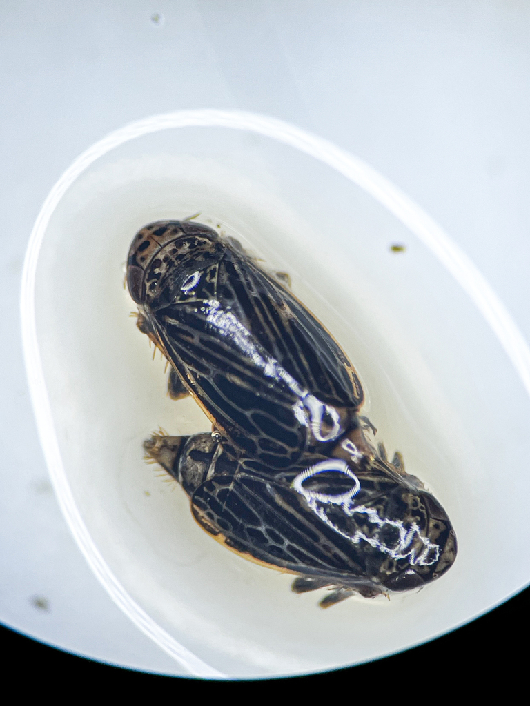 Carline Thistle Leafhopper
