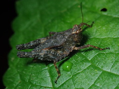 Batrachidea