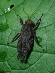 Batrachidea