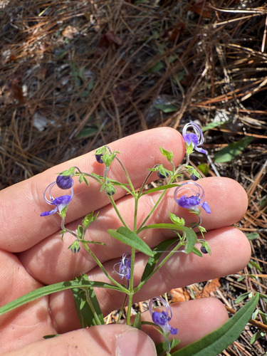 narrow-leaf blue curls (Trichostema setaceum)