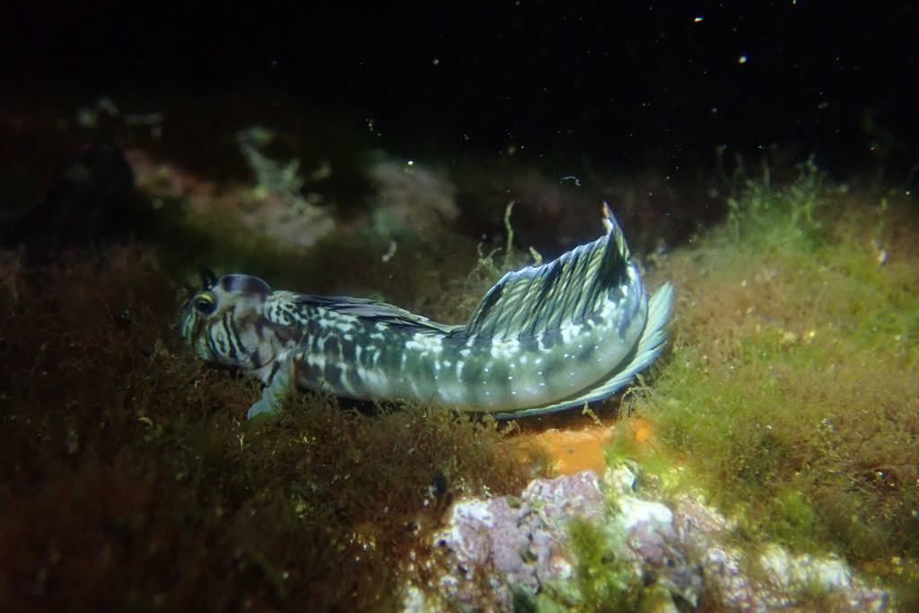 Striped rockskipper (Praealticus striatus) — Blenniidae