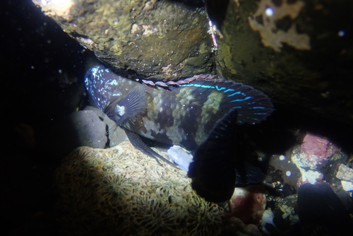Plesiops coeruleolineatus observed 2025-09-29