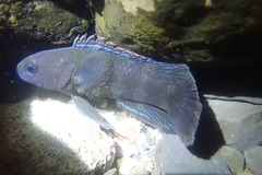 Crimsontip Longfin photo 3