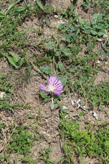 Psephellus salviifolius