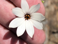 Dimorphotheca acutifolia