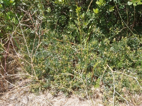Gummy Pixiepea (Melolobium exudans)