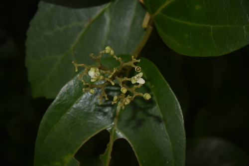 Premna corymbosa observed 2019-09-12