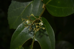 Premna corymbosa