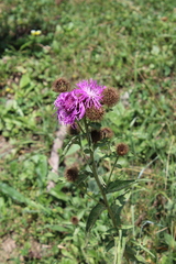 Centaurea phrygia abnormis
