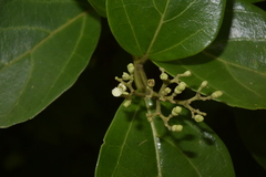 Premna corymbosa