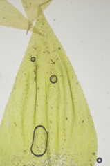 Brachythecium frigidum