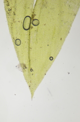 Brachythecium frigidum