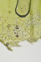 Brachythecium frigidum