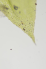 Brachythecium frigidum