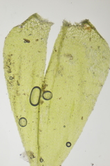 Brachythecium frigidum