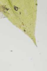 Brachythecium frigidum