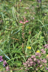 Onobrychis inermis