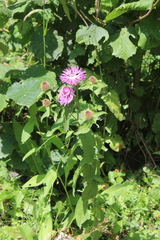 Centaurea phrygia abnormis