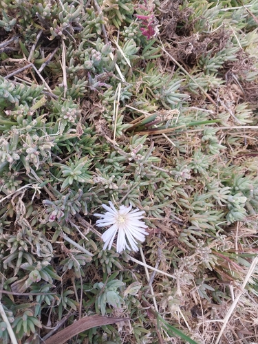 Mesembryanthemum canaliculatum