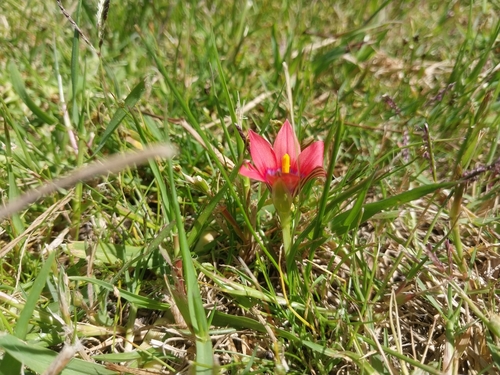 Romulea obscura