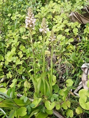 Satyrium hallackii