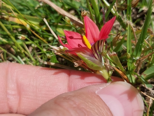 Romulea obscura