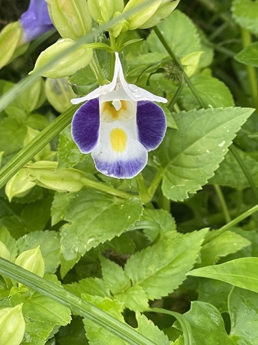 wishbone flower