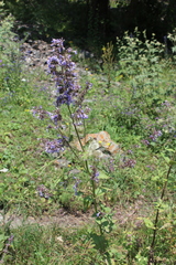 Nepeta grandiflora