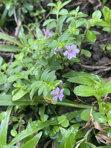 False heather