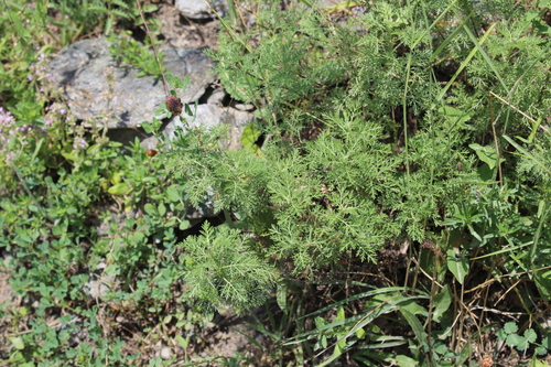 Lady's-maid (Artemisia chamaemelifolia)