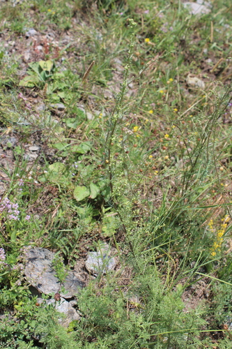 Image of Artemisia chamaemelifolia by (c) Dmitriy Bochkov, some rights reserved (CC BY)