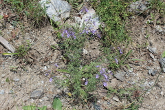 Teucrium orientale