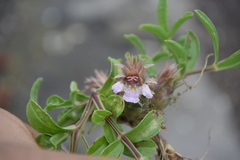 Lepidagathis trinervis