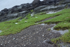 Lepidagathis trinervis