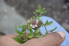 Lepidagathis trinervis