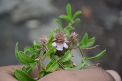 Lepidagathis trinervis