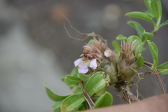 Lepidagathis trinervis