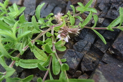 Lepidagathis trinervis