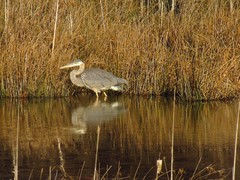 Ardea herodias herodias