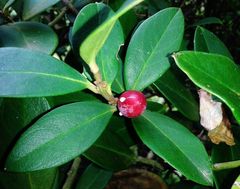 Acokanthera oppositifolia
