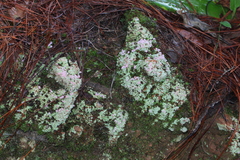 Phyllobaeis erythrella image