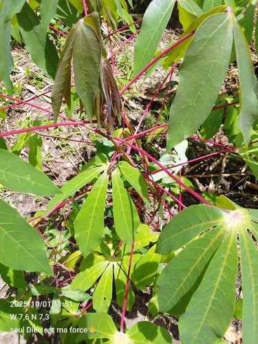 Cassava